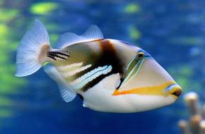 Reef Triggerfish Swimming in ocean