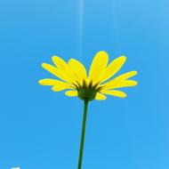 yellow flower in a blue sky