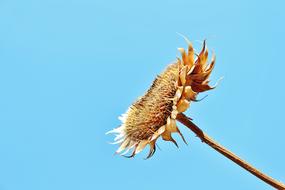 dry sunflower against the sky