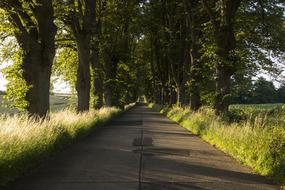 stone road in the green park
