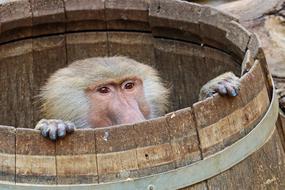 Monkey Baboon Zoo