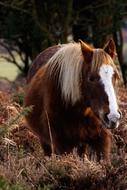 Horse Animal Brown