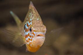 Gold Perch Fish Underwater