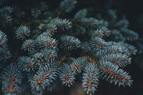 Plant Leaves Spruce