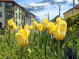 fabulous yellow tulips by the house