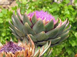 artichoke blooms