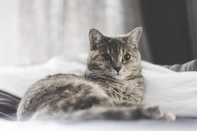 Cat Kitten Pet