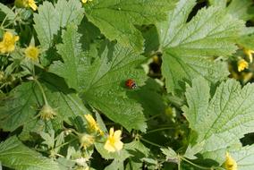 Ladybug Garden Meadow
