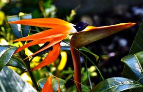 Caudata Flower Bird Of Paradise