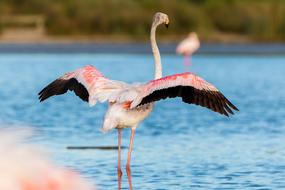 Flamingos France macro