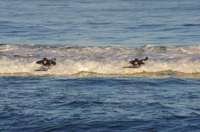The Pacific Ocean Wave Surf