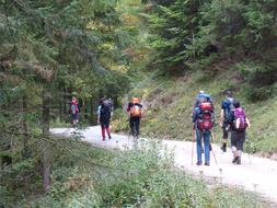 Wanderer Forest Nature