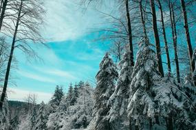 Trees Snow Forest