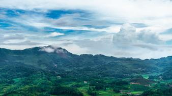 China Guizhou Purple Horse