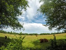 Animal Nature Trees