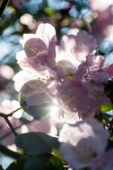 Flowers Sun Light