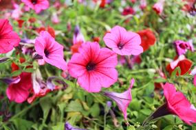 Flower Greens Summer
