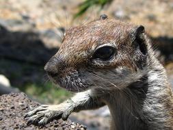 Chipmunk Nager Cute