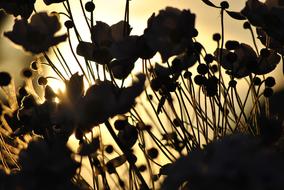 Sun Flower Blossom