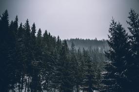 Trees Plant Nature