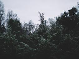 Dark Trees Plant