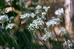 natural White Flowers closeup view