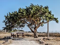Cyprus Cavo Greko Tree