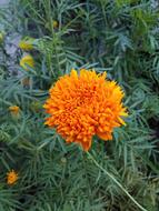 Yellow Marigold Flower