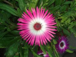 Flower Pink Color