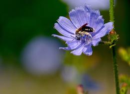 Purple Flower Bees