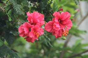 Pink Petal Flower