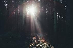 Trees Plant Sunlight