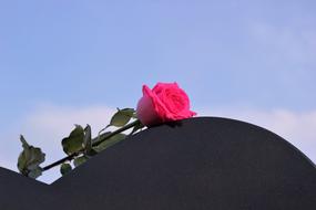 pink flower on the roof