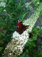Peacock Nature Butterfly