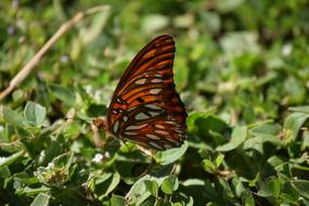 Butterfly Nature Summer