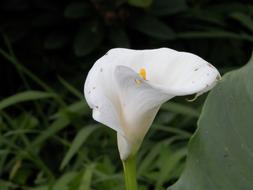Calla Lilly Flower White