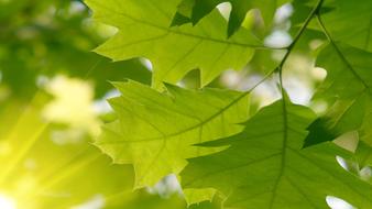 Green Nature