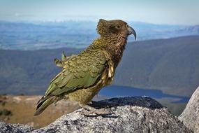 Bird Fly Mountain