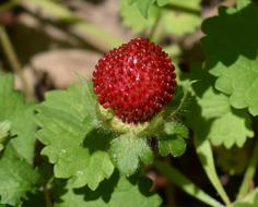 Ripe Indian Strawberry Wild