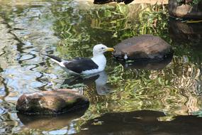 Seagull Birds Nature