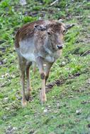 a young cow in the field
