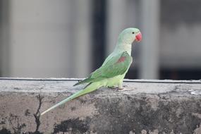 Parrot Parakeet Bird