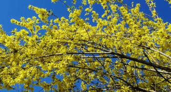 Forsythia Yellow Flower Spring