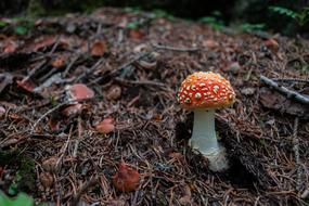 Mushroom Fly Agaric Red