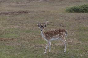 Deer Dune Antlers