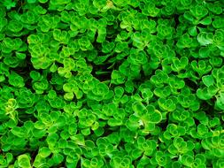 Green Ground Cover Foliage