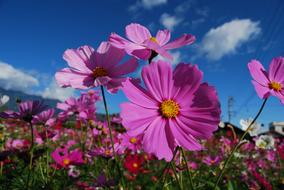 Cosmos Flower Purple
