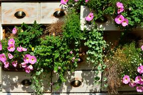 Petunia Balcony Plants Summer