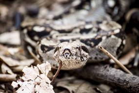 Snake Animal Reptile