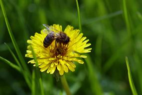 a bee in a yellow flower